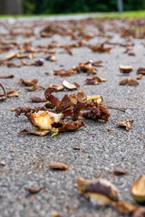 Herbstlaub und Kastanien auf Asphaltboden