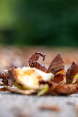 Herbstlaub am Boden mit verschwommenen Hintergrund