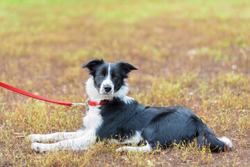 Beautiful Border collie portrait