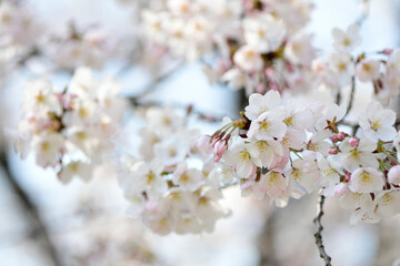 Obraz premium さくら