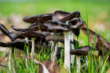Schwarze Pilze in der Wiese