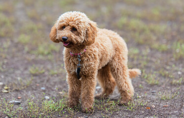 Brown poodle portrait
