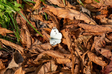 Wei&szlig;er Schmetterling am Herbstboden