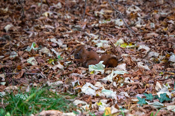 Babyeichhörnchen am Boden sucht nach Essen
