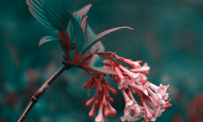 Sehr sch&ouml;ne Blume 