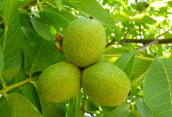 Walnuts. Green unripe walnuts with natural background. Young walnuts growing on a tree branch at sunny autumn day. Nuts close-up