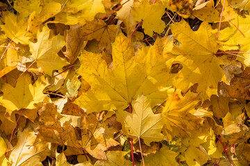 Close-up of colorful autumn leaves