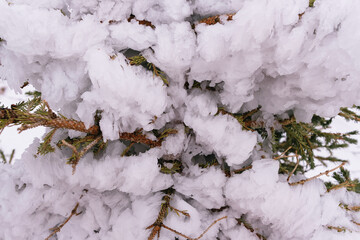 Christmas tree branches covered with snow and ice