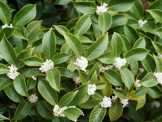 Olivier de Chine - Osmanthus fragrans - Floraison blanc crème en boule de neige autour de tiges gris argenté aux feuilles oblongues, vert foncé, brillante à bord lisse