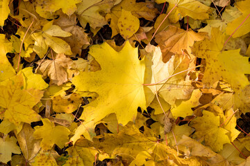 Close-up of colorful autumn leaves