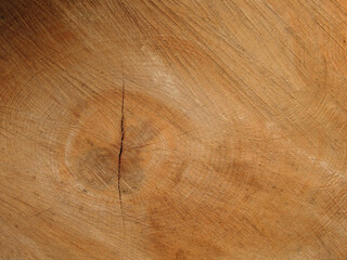 Close-up of a cross section of a tree stump showing aging circles