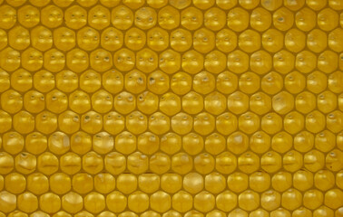 Honeycombs with honey. Natural background. Nectar Apiculture