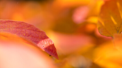 Close-up of colorful autumn leaves