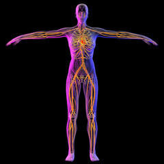 3d rendering illustration of vascular system