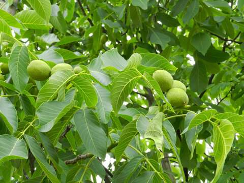 Walnuts. Green unripe walnuts with natural background. Young walnuts growing on a tree branch at sunny autumn day. Nuts close-up