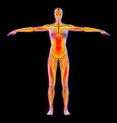 Fototapeta na wymiar 3d rendering illustration of muscle