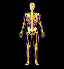 3d rendering illustration of skeleton