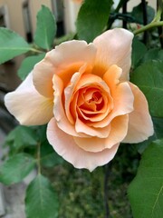 ジャストジョーイ