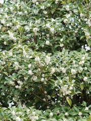 Haie d'olivier de Chine ou olivier à thé (Osmanthus fragrans) aux petites fleurs parfumées, tubulaires, blanc crème en boules de neige entourant les branches au feuillage brillant, vert foncé
