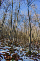 mountain forest in the winter