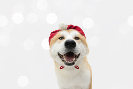 Akita dog celebrating christmas with a red hat. Isolated on white background.