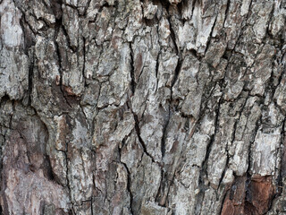 Close up of dry bark slipped from the trunk