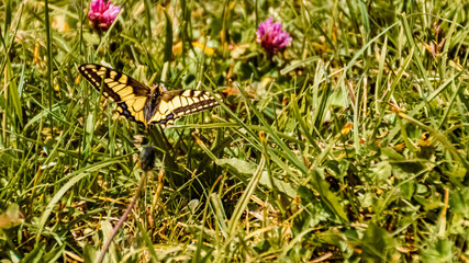 Macro of a beautiful swallowtail butterfly in the grass at the famous Wallberg, Rottach-Egern, Tegernsee, Bavaria, Germany