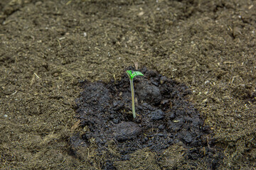Photo of a young plant growing out of the ground