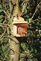 Ecureuil sur une boite &agrave; noisettes