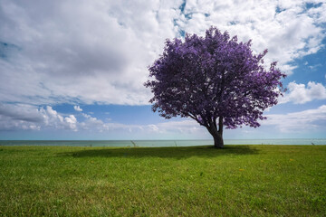 Fototapeta premium Purple tree on the edge of the cliff