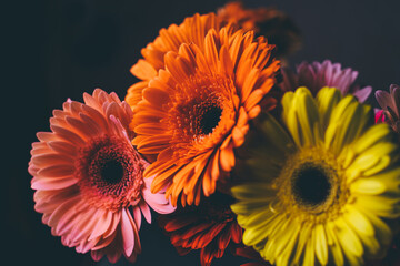 Beautiful bouquet of gerberas of different colors on a black background.