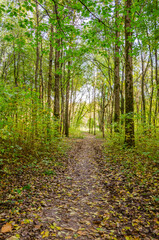 Landscape with autumn forest in the sunny day. Yellow and green forest in the fall season.