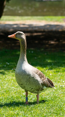 Wildgans Hamburger Stadtpark St Pauli Schanzenviertel 