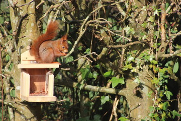 Ecureuil sur une boite à noisettes
