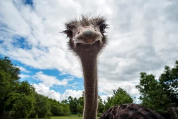 Foto op Plexiglas the ostrich looks at you curiously © Santi