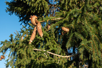 Fototapeta premium Reife Fichtenzapfen am Baum