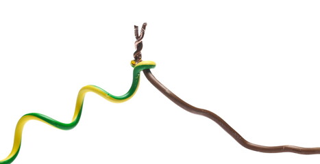 Damaged, cut insulated cable, wire isolated on white background, clipping path