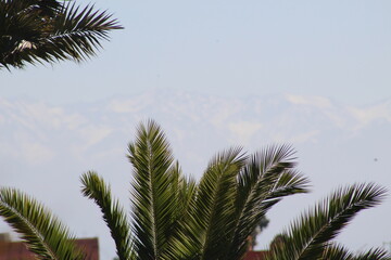 Fototapeta na wymiar Palmiers de Marrakech devant les montagnes de l'Atlas