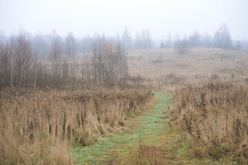 morning in the woods