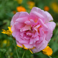 Pink rose in drops after rain close up