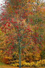 Vogelbeere (Sorbus aucuparia) oder Eberesche, Baum mit roten Früchten, Heilpflanze