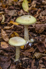 Amanita phalloides poisonous mushroom, commonly known as the death cap