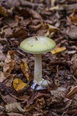 Amanita phalloides poisonous mushroom, commonly known as the death cap