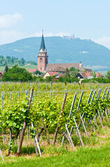Fototapeta na wymiar Vineyards and landscape near Château du Haut-Kœnigsbourg, Alsace, France