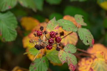 Wild wachsende Brombeeren im Wald