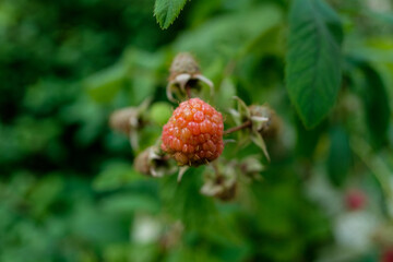 Makro / Detail: Brombeere, Himbeere