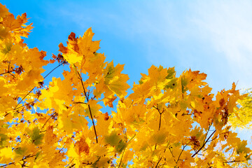 Autumn. Close-up of yellow maple leaves against a blue sky.