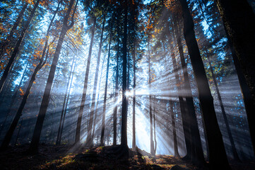 sun beams in an autumn morning forest