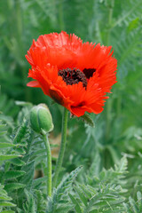 Klatschmohn (Papaver rhoeas) Pflanze mit roter Bl&uuml;te, Heilpflanze