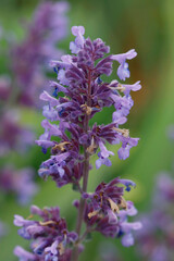 Echte Salbei (Salvia officinalis) mit lila Blüten, Heilpflanze, Gewürzpflanze